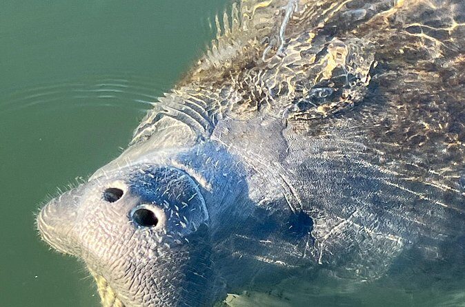 Crystal River: Kings Bay Eco/Sunset Tour - Final Thoughts