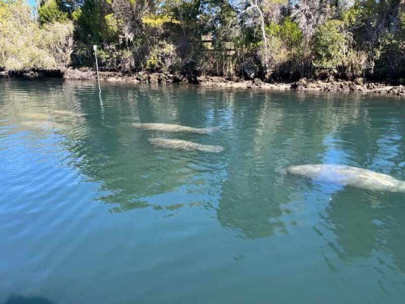 Crystal River: Manatee Eco-Tour Boat Ride - The Details That Matter