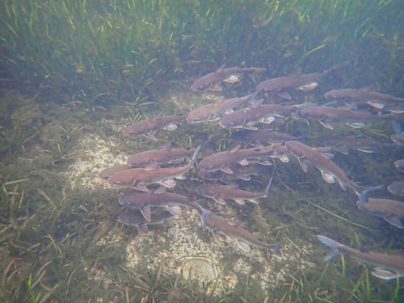 Crystal River: Manatee Swim Group Tour - An In-Depth Look at the Crystal River Manatee Swim Tour