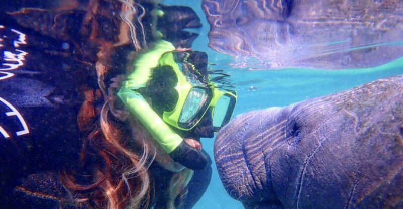 Crystal River: Manatee Swim Group Tour - The Sum Up