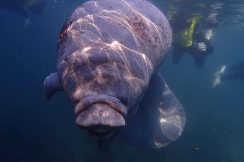 Crystal River: Manatee Swim Small Group, VIP or Private Tour - Key Points