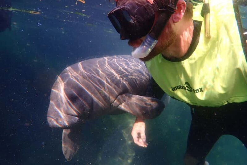 Crystal River: Manatee Swim Small Group, VIP or Private Tour - A Detailed Look at the Experience