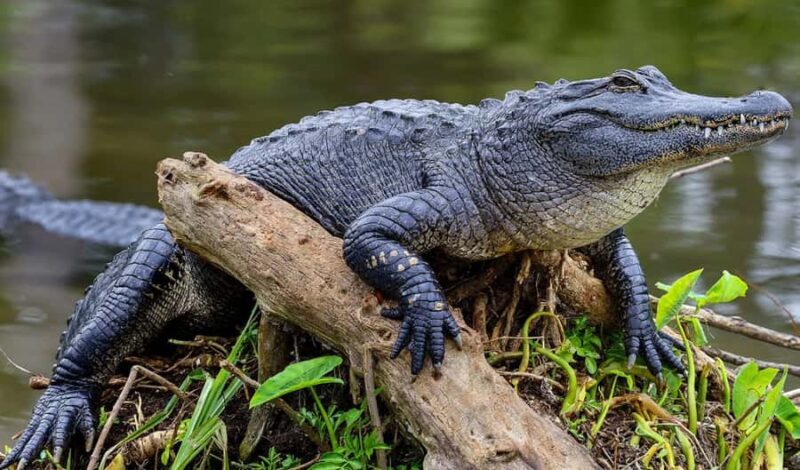 Crystal River: Naturalist Guide Eco Wildlife Manatee Tour - A Detailed Look at the Tour