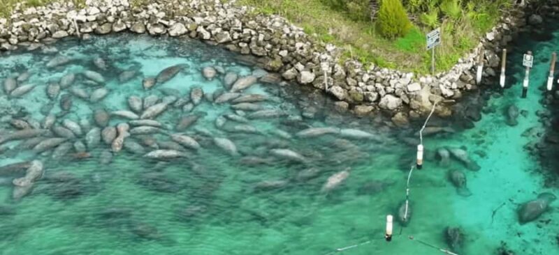 Crystal River: Naturalist Guide Eco Wildlife Manatee Tour - Final Thoughts