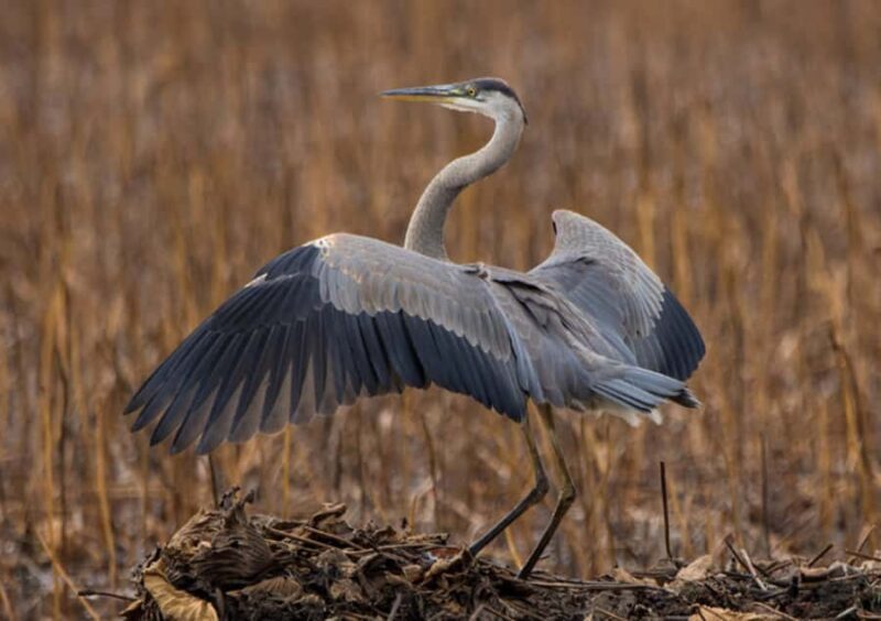Crystal River: Naturalist Guide Eco Wildlife Manatee Tour - FAQ