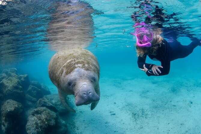 Crystal River - Private Manatee Snorkel Tour - Crystal River - Private Manatee Snorkel Tour: A Close Encounter with Florida’s Gentle Giants