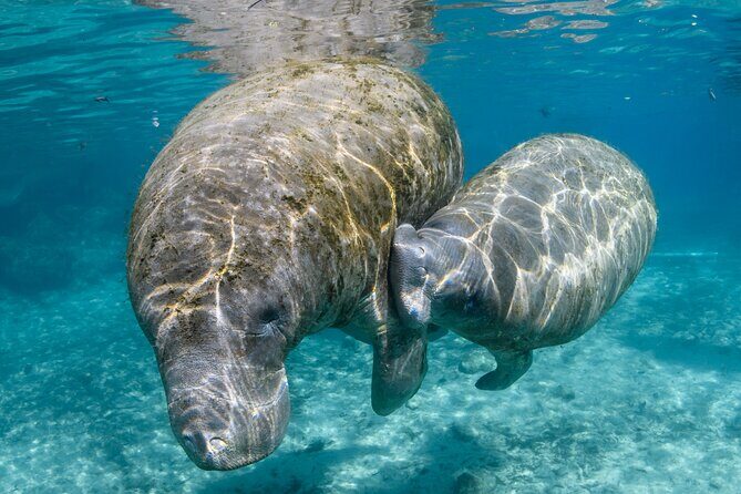 Crystal River - Private Manatee Snorkel Tour - Why Consider This Tour?