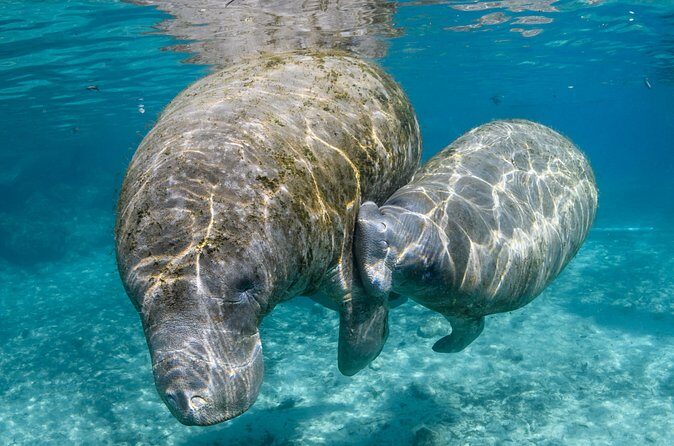 Crystal River - Private Manatee Snorkel Tour - The Sum Up: Is It Worth It?