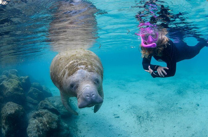 Crystal River - Private Manatee Snorkel Tour - FAQ