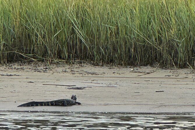 Crystal River Shell Island Adventure - Final Thoughts