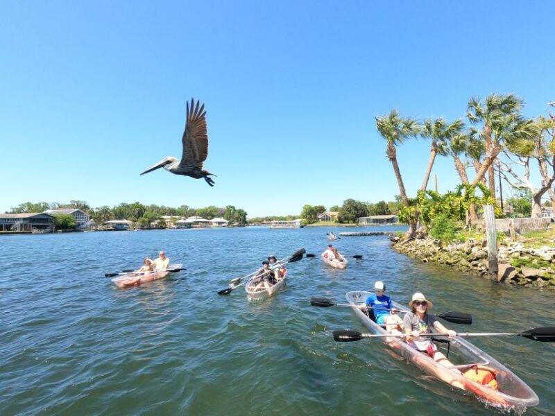 Crystal River: Three Sisters Springs Eco Tour by Clear Kayak - A Deep Dive into the Crystal River Eco Tour