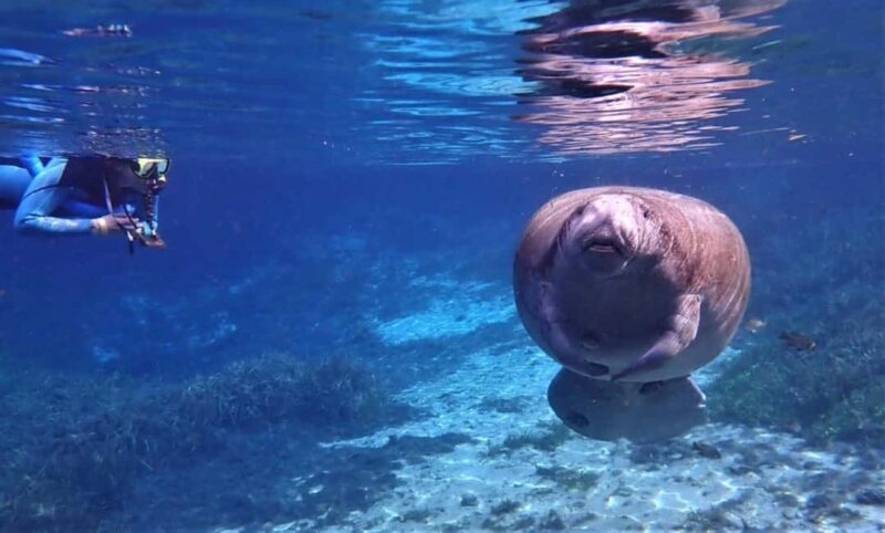 Crystal River: VIP Kayak and Swim with Manatees Tour - The Experience in Detail
