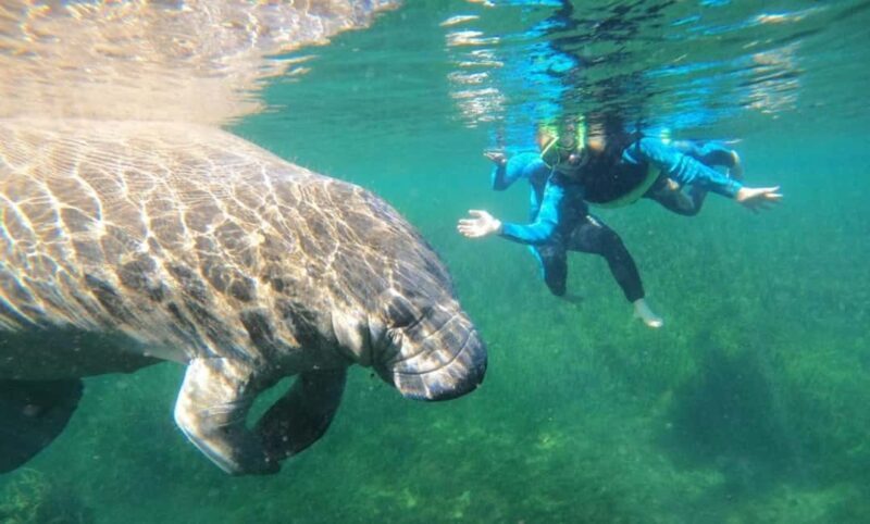 Crystal River: VIP Kayak and Swim with Manatees Tour - Who Should Consider This Tour?