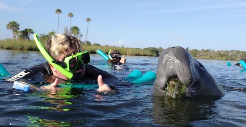 Crystal River: VIP Manatee Swim w/ In-water Photographer - An Honest Look at the Crystal River Manatee Experience