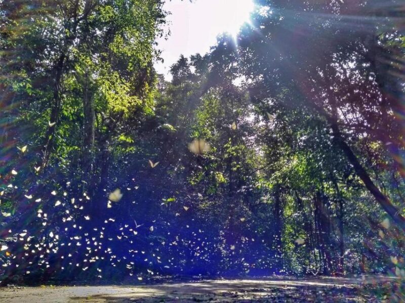 Cuc Phuong Forest - The Forest Of Thousands Of Butterflies - The Basics: What’s Included and What’s Not