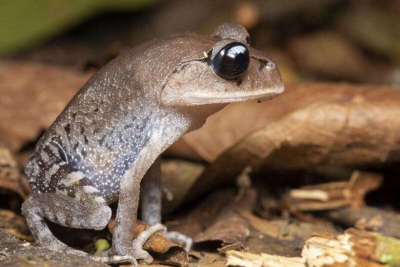 Cuc Phuong National Park Adventure: Nature Tour in 1 day - Key Points