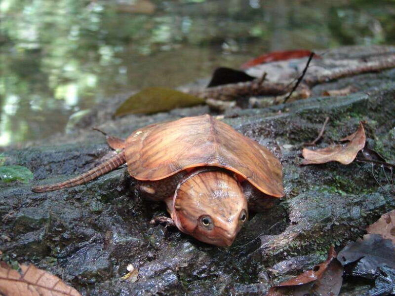 Cuc Phuong National Park Adventure: Nature Tour in 1 day - An In-Depth Look at the Cuc Phuong National Park Tour