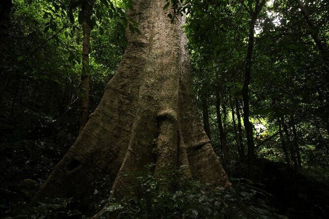 Cuc Phuong National Park Trekking: Private Day Tour From Hanoi - The Sum Up: Is This Tour Right for You?