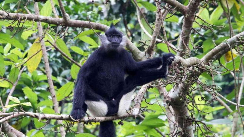 Cuc Phuong -Van Long Day Trip From Hanoi With Lunch/Transfer - Key Points