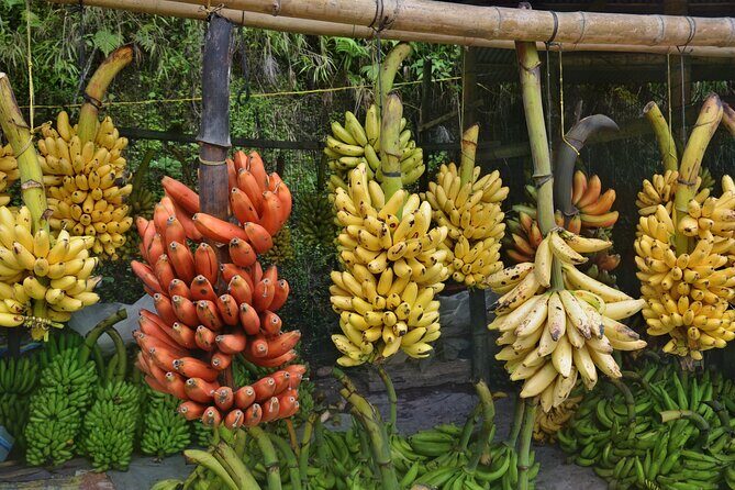 Cuenca to Guayaquil one-way tour with Cajas Park and a Cacao Farm visit - Why This Tour Offers Great Value