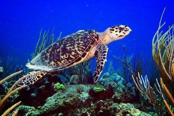 Culebra Snorkel and Beach Day with Lunch and Drinks - Final Thoughts