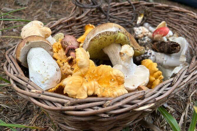 Culinary Adventure To The Fungi And Botanical Kingdom Of Bulgaria - Key Points