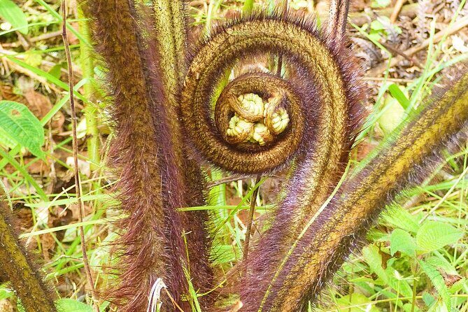 Cultivate Hapuu Ferns with Citrus Tea in the Hawaiian Rainforest - An In-Depth Look at the Experience