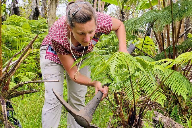 Cultivate Hapuu Ferns with Citrus Tea in the Hawaiian Rainforest - FAQs About the Tour