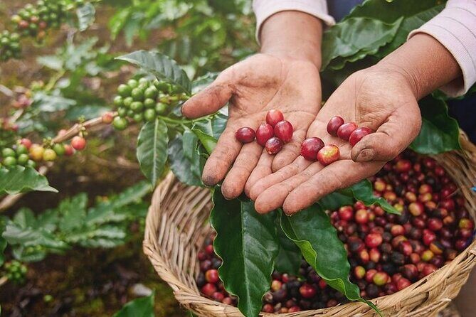 Cultural Immersion in Cacao and Coffee in the Southern Sierra of Oaxaca - Cultural Immersion in Cacao and Coffee in the Southern Sierra of Oaxaca