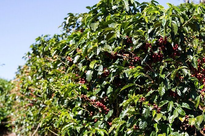 Cultural Immersion in Cacao and Coffee in the Southern Sierra of Oaxaca - Final Thoughts: Who Should Consider This Tour?