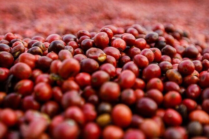 Cultural Immersion in Cacao and Coffee in the Southern Sierra of Oaxaca - Frequently Asked Questions