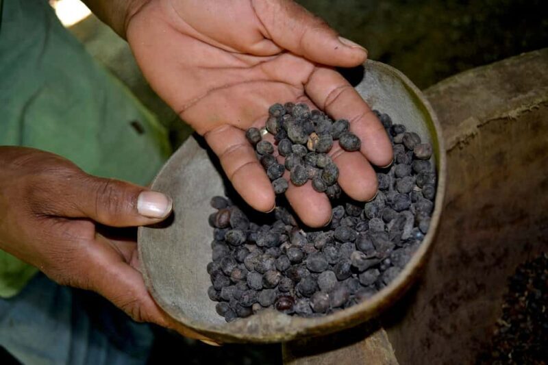 Cultural Safari from Punta Cana - Visiting the Sugar Cane Plantation and Cigar Factory