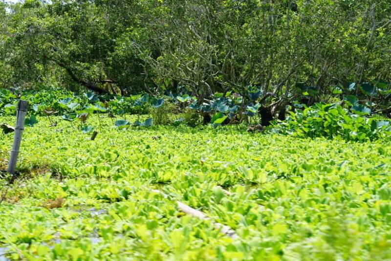 Culture And Wildlife Premium Discovery | Chau Doc  Tra Su - Who Is This Tour Best For?