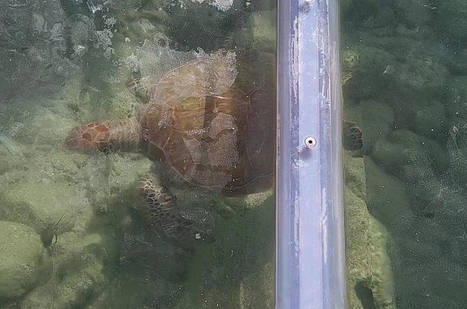 Curaçao ClearBoat Snorkel Tour  Daaibooi, Porto Marie & Cas Abao - Frequently Asked Questions