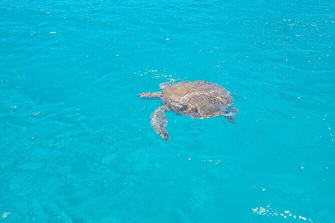 Curacao Flamingos Clear Boat Ride and Porto Marie Beach tour - Frequently Asked Questions