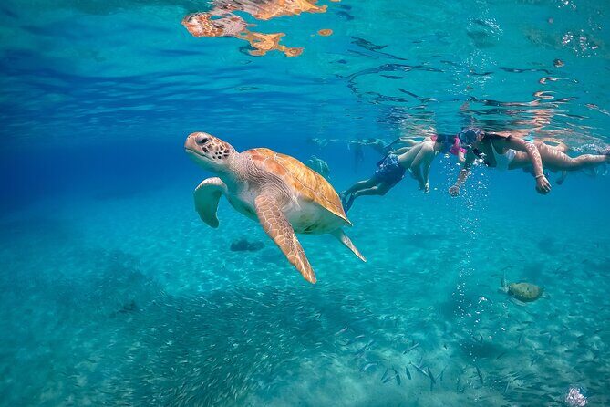 Curaçao Full-Day Tour: Hato Caves, Turtles, Kenepa & Flamingos - Key Points