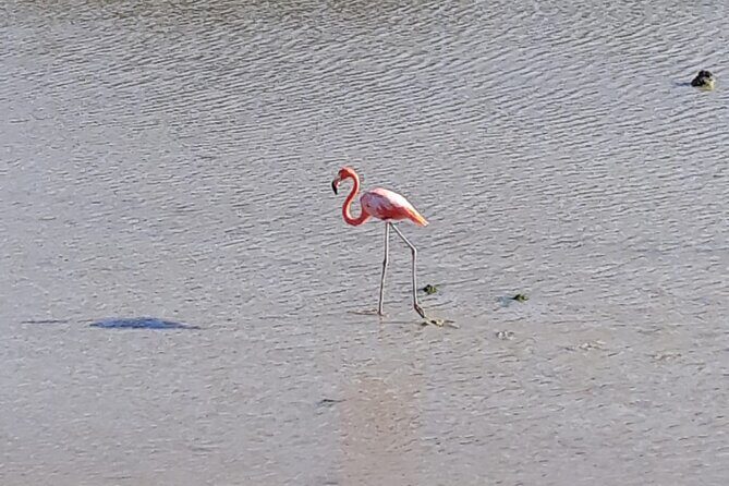 Curacao Sea Turtle Swim and West Side Natural Highlights - Cost-Value Analysis