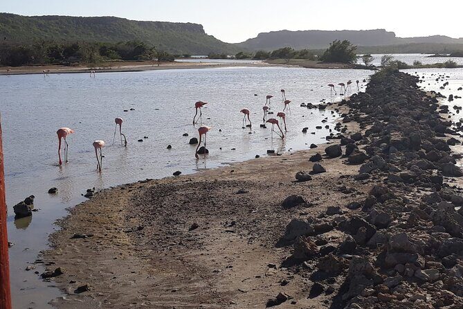 Curacao Sea Turtle Swim and West Side Natural Highlights - Who Should Consider This Tour?