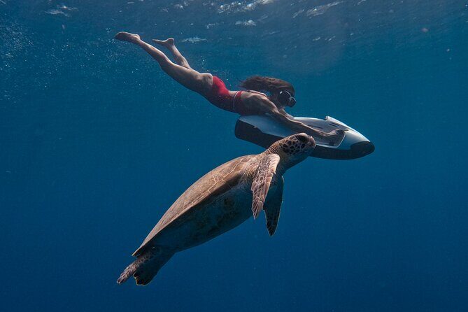 Curaçao Seabob in Playa Piskado Adventure with Sea Turtles - The Value of This Tour: Why It’s Worth It