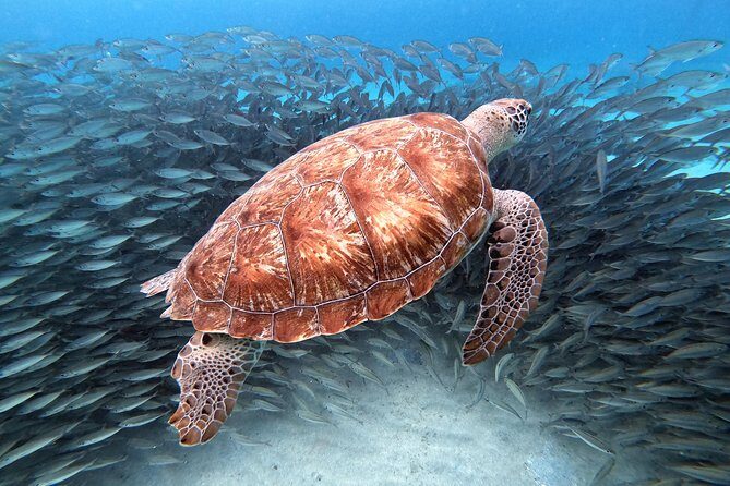 Curacao: Swimming with Sea Turtles and Grote Knip Beach Tour - A Detailed Look at the Tour Experience