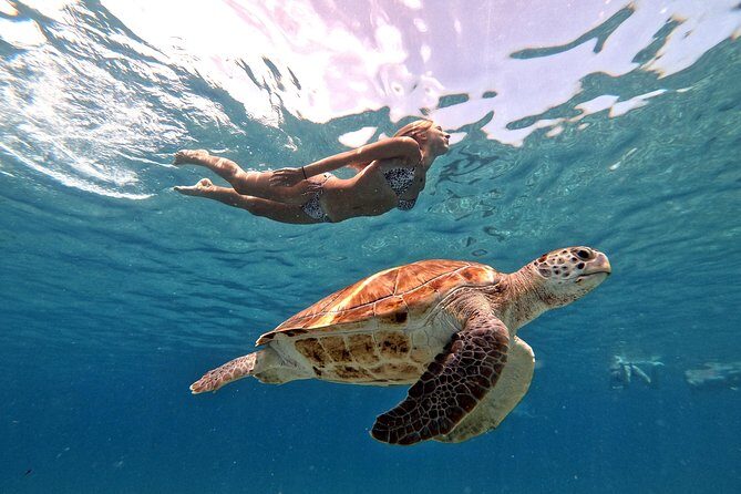 Curacao: Swimming with Sea Turtles and Grote Knip Beach Tour - Authentic Reviews and Insights