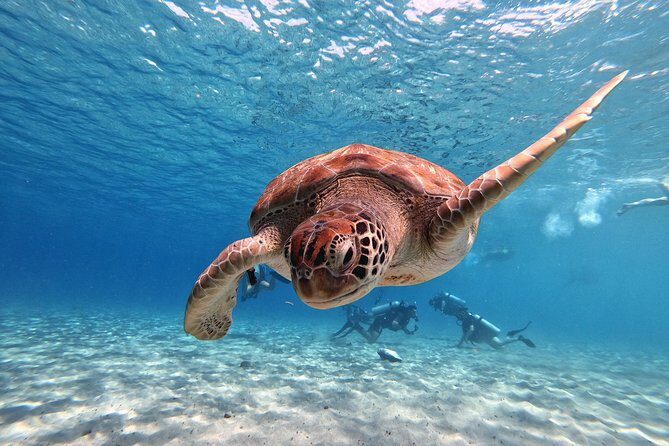 Curacao: Swimming with Sea Turtles and Grote Knip Beach Tour - Final Thoughts