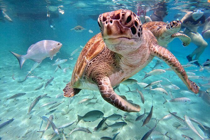 Curacao: Swimming with Sea Turtles meets Sea turtle beach - Key Points