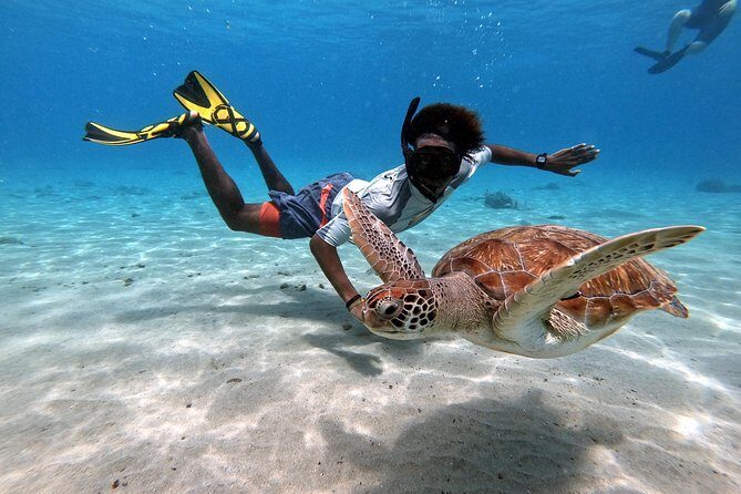 Curacao: Swimming with Sea Turtles meets Sea turtle beach - Practical Tips for Booking