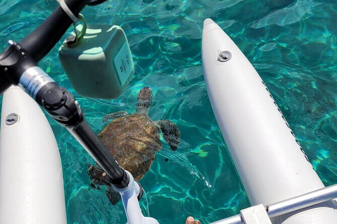 Curaçao: Waterbike Experience & Swim with Turtles Adventure - Experience Curaçao’s Marine Wonders on a Waterbike and Turtle Swim Tour