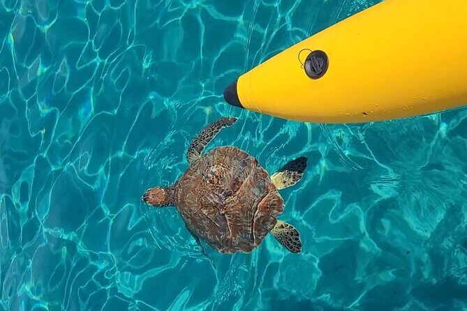 Curaçao: Waterbike Experience & Swim with Turtles Adventure - Key Points