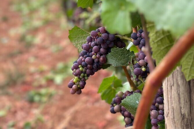 Curated Wine Country Experiences Full Day Tour - Final Thoughts: Is This Tour Worth It?