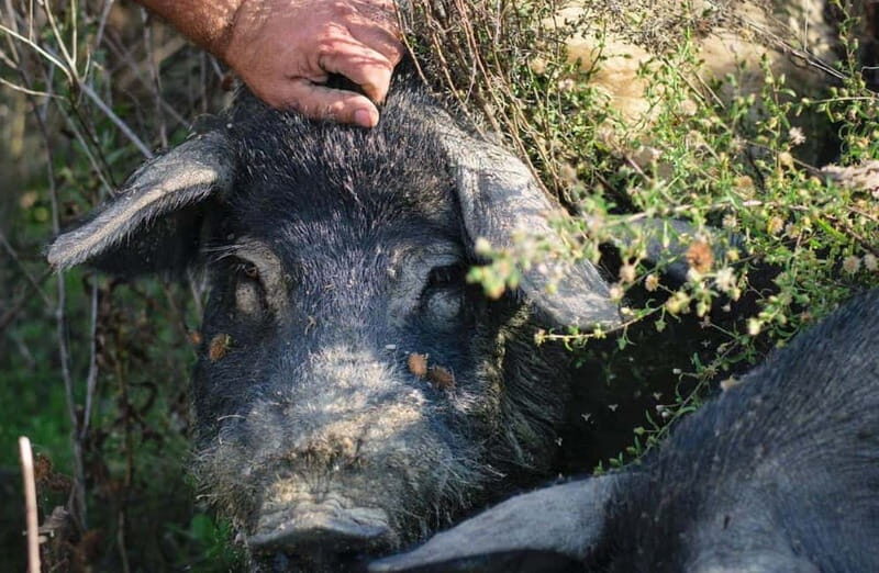 Cured Meat & Olive Oil Tasting & Visit near Pisa & Livorno - What This Tour Means for You