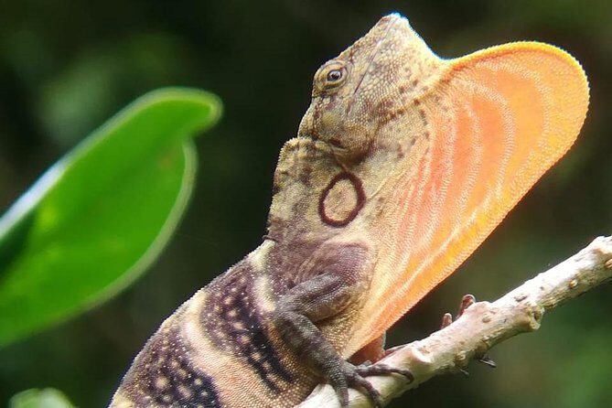 Curi-court Bird-Watching tour - Frequently Asked Questions (FAQs)