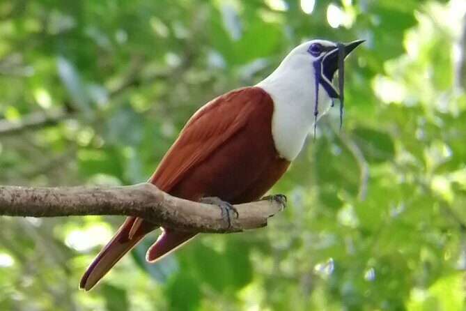 Curicancha Birdwatching Tour - Discovering the Birds of Monteverde: The Curicancha Birdwatching Tour